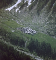 Agricoltura e zootecnia alpine in crisi