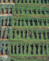 Agricoltura e zootecnia alpine in crisi
