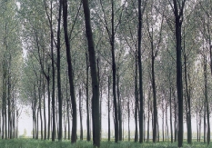 Ombre della vita associata