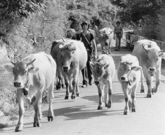 Episodi di vita in Montagna
