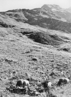 Episodi di vita in Montagna