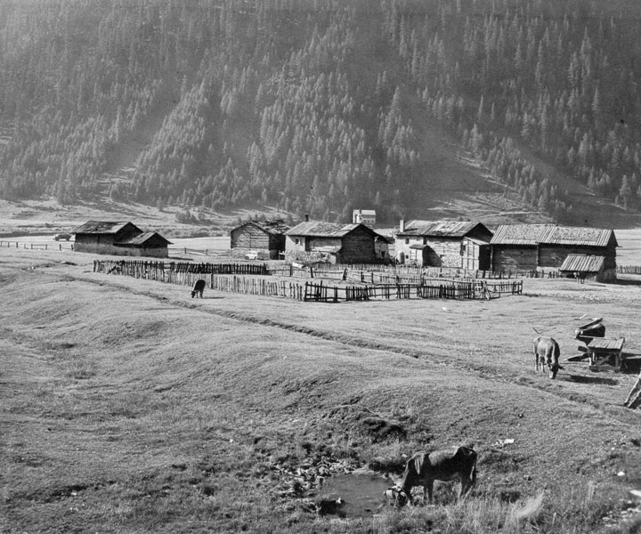 Agricoltura e zootecnia alpine in crisi