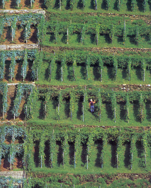 Agricoltura e zootecnia alpine in crisi
