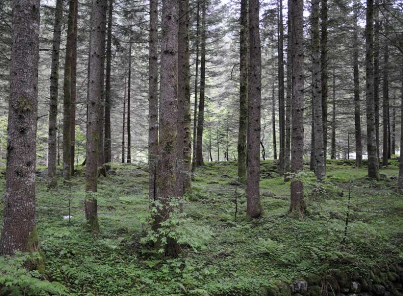 Agricoltura e zootecnia alpine in crisi