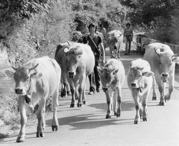 Episodi di vita in Montagna
