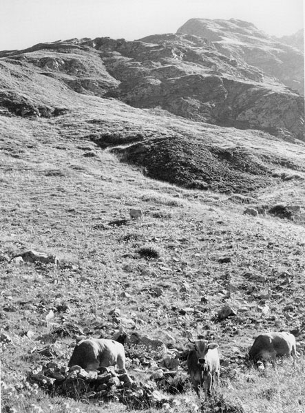 Episodi di vita in Montagna