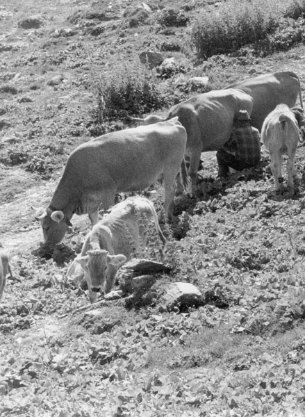 Episodi di vita in Montagna
