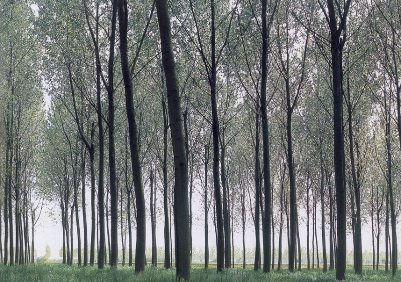 Ombre della vita associata